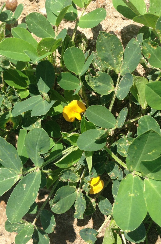 Peanuts Starting to Bloom Growing