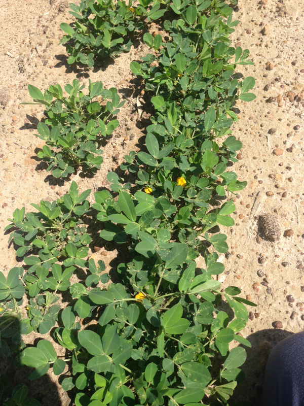 Peanuts Starting to Bloom Growing